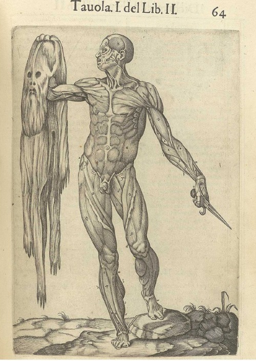 Estrutura humana anatomia